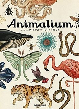 Animalium | Katie/Broom  Jenny Scott